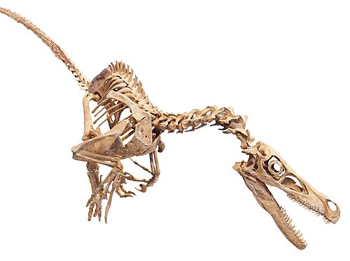100 Velociraptors