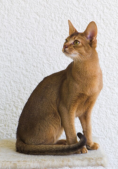Abyssinian