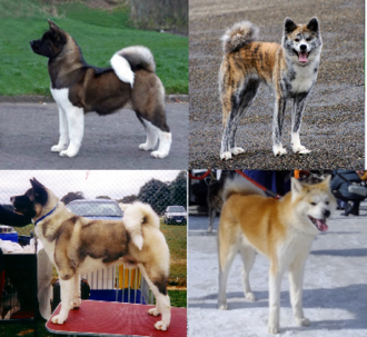 Akita