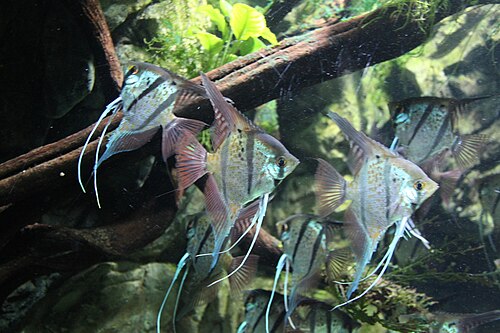 Angelfish