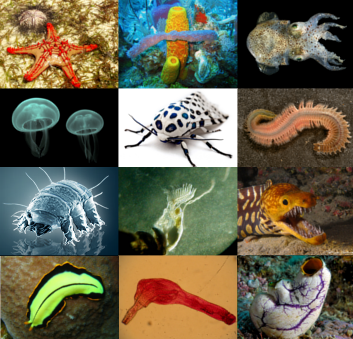 Animals