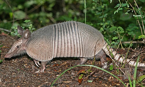 Armadillo