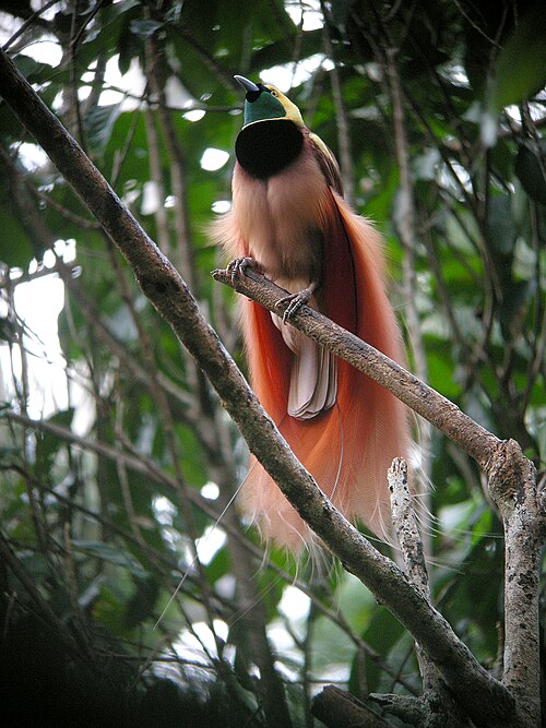 Birds of Paradise
