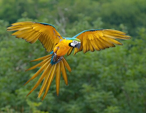 Blue and Gold Macaw