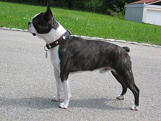 Boston Terrier