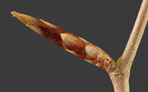 Buds