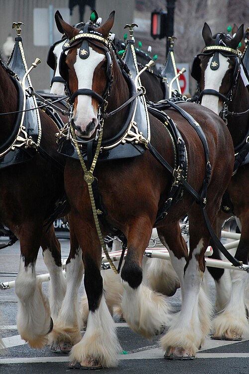 Budweiser Clydesdales