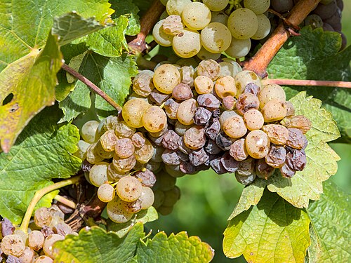 Chenin Blanc