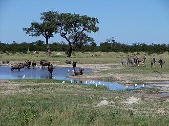 Chobe