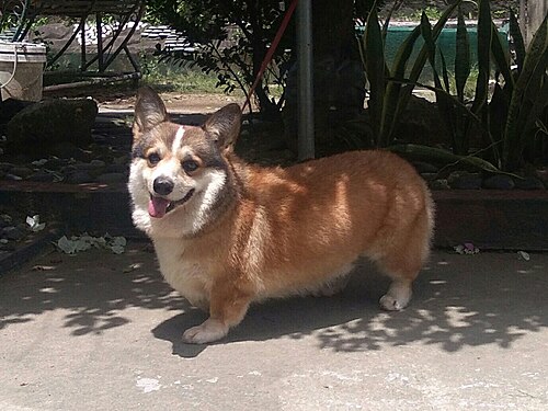 Corgi