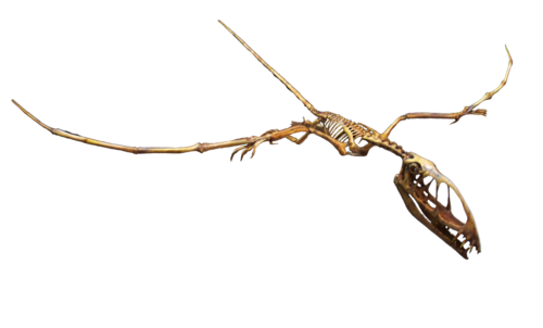 Dimorphodon