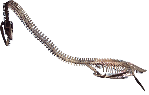 Elasmosaurus