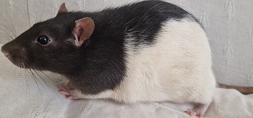 Fancy Rat