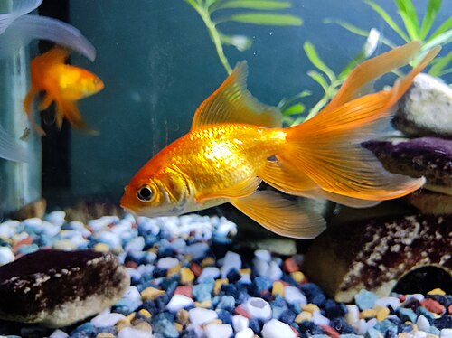Fantail Goldfish