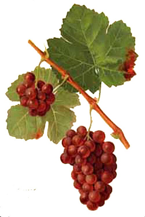 Gewurztraminer