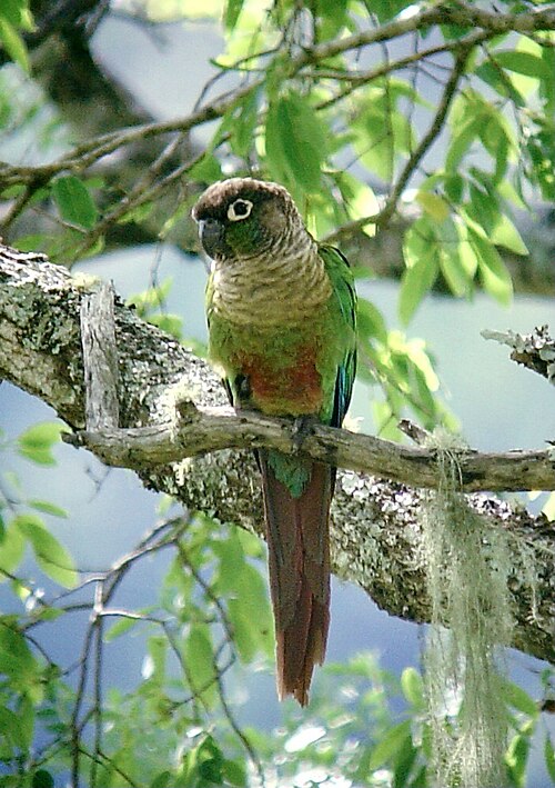 Green-Cheeked Conure