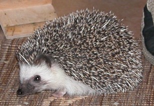 Hedgehog