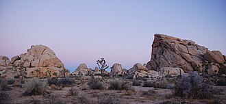 Joshua Tree