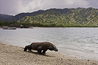 Komodo