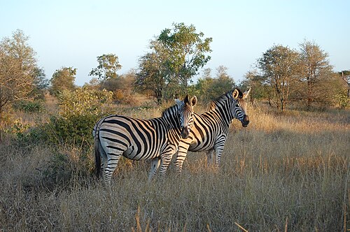 Kruger