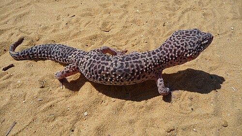 Leopard Gecko