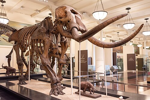 Mastodon