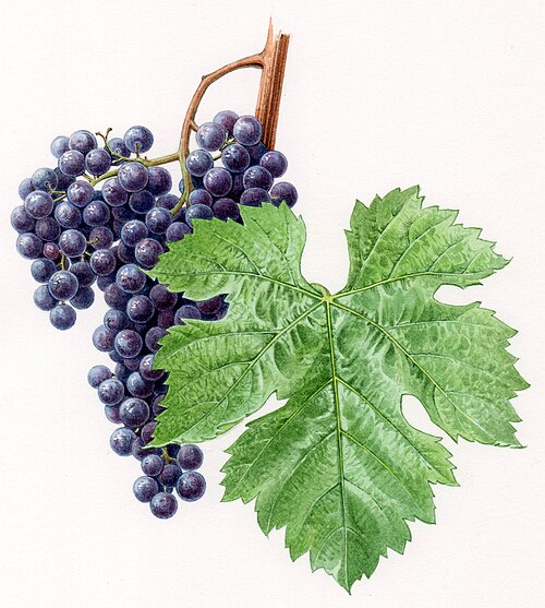 Merlot