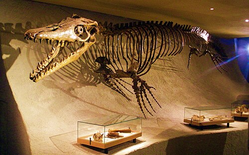 Mosasaurus