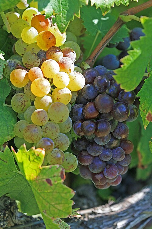 Moscato