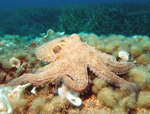 Octopus
