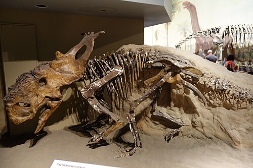 Pachyrhinosaurus