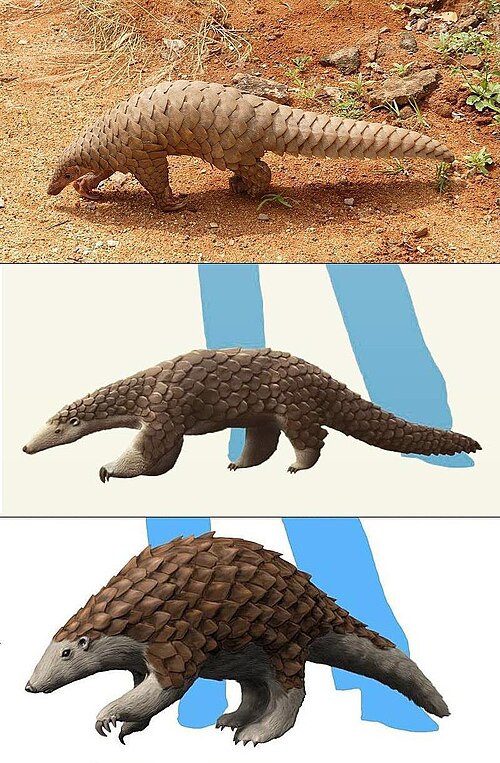 Pangolin