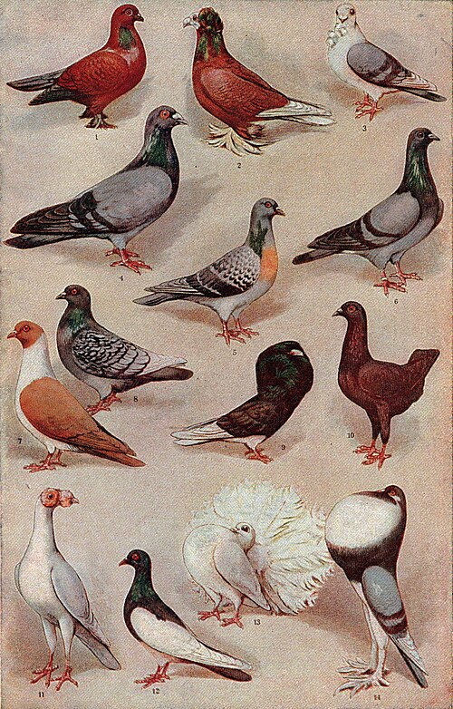 Pigeon