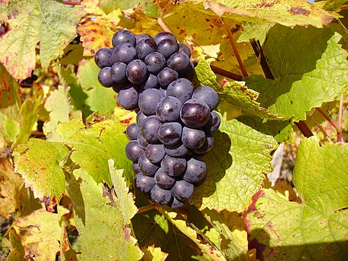 Pinot Noir