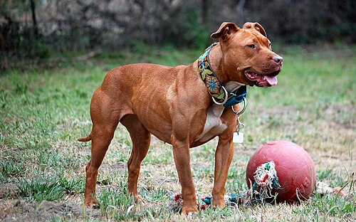 Pit Bull