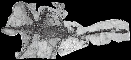 Plesiosaurus