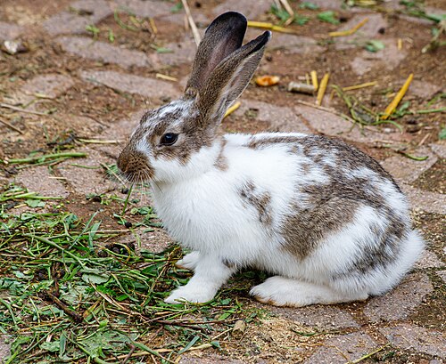 Rabbit