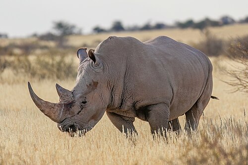 Rhinoceros