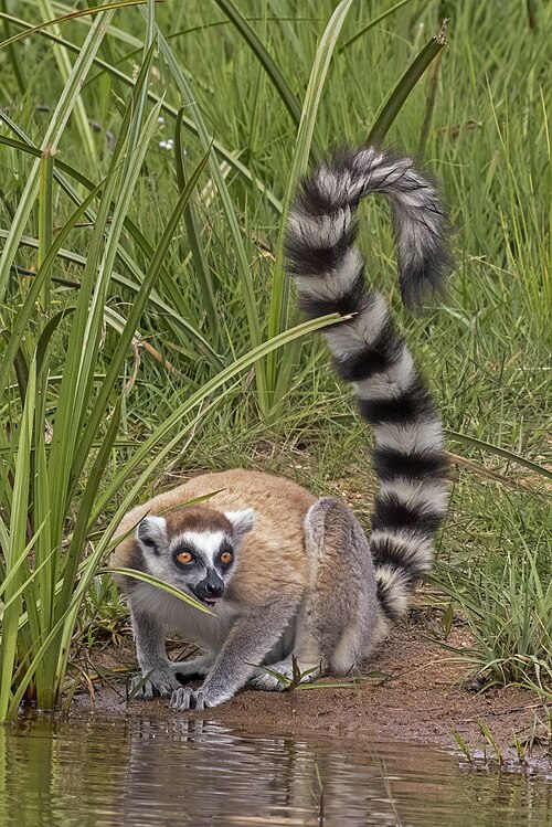 Ring-Tailed Lemur