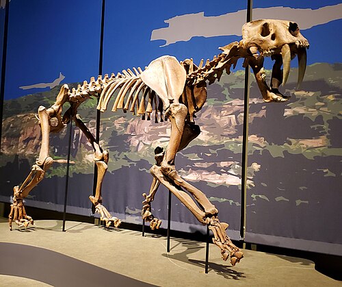 Saber-Tooth Tiger