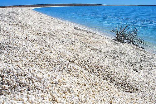 Shell Beach