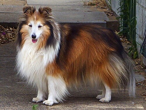 Sheltie