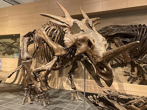 Styracosaurus
