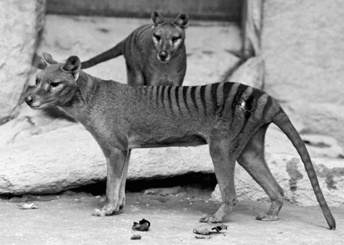 Thylacine