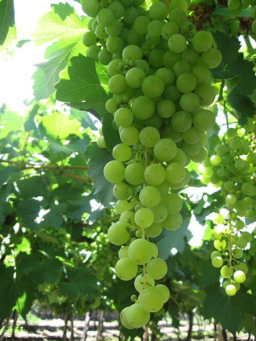 Torrontes