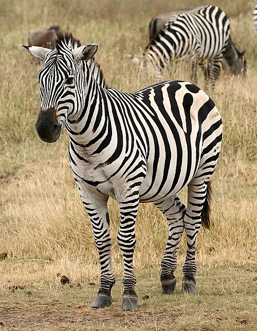 Zebra